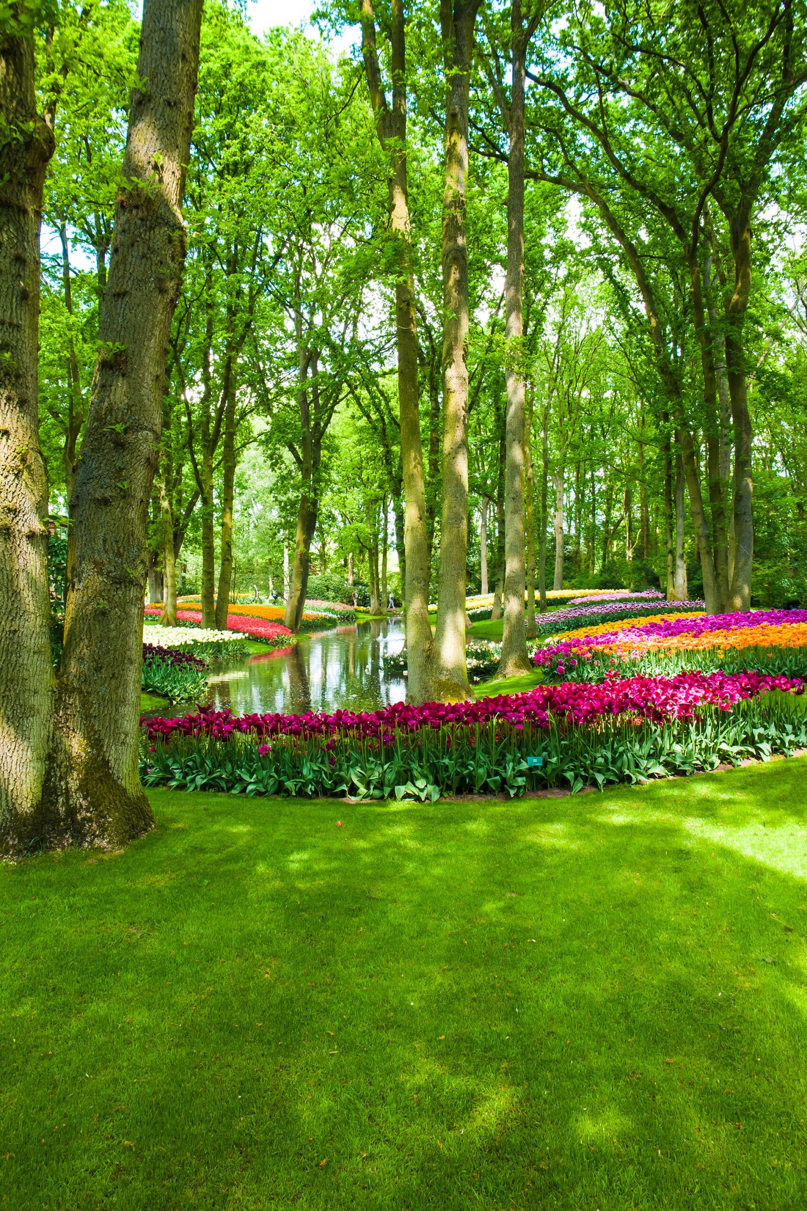 The tulip field in Keukenhof flower garden, Lisse, Netherlands, Holland