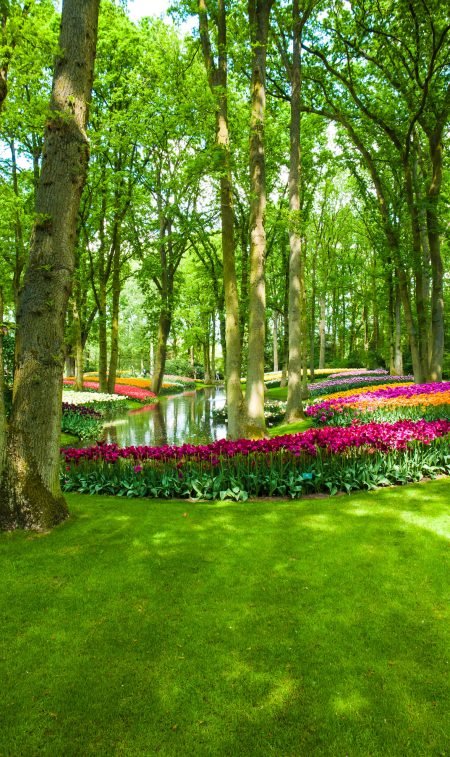 Tulip field in Keukenhof Gardens, Lisse, Netherlands The tulip field in Keukenhof flower garden, Lisse, Netherlands, Holland